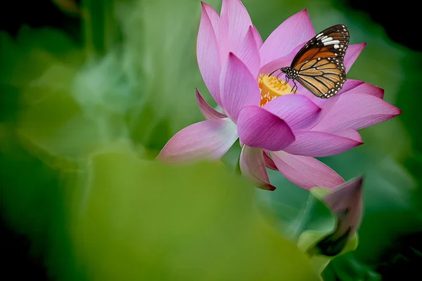 花 (ロータスを蝶します。) — ストック写真
