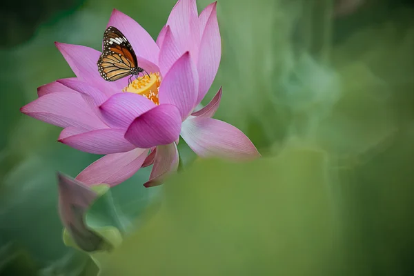 Бабочка на цветах (Lotus ) — стоковое фото