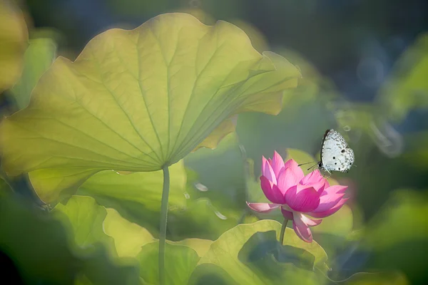 Farfalla sui fiori (Lotus ) — Foto Stock