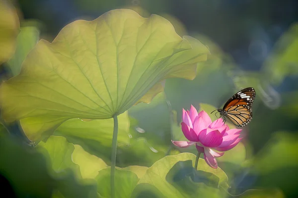 Vlinder aan bloemen (Lotus) — Stockfoto