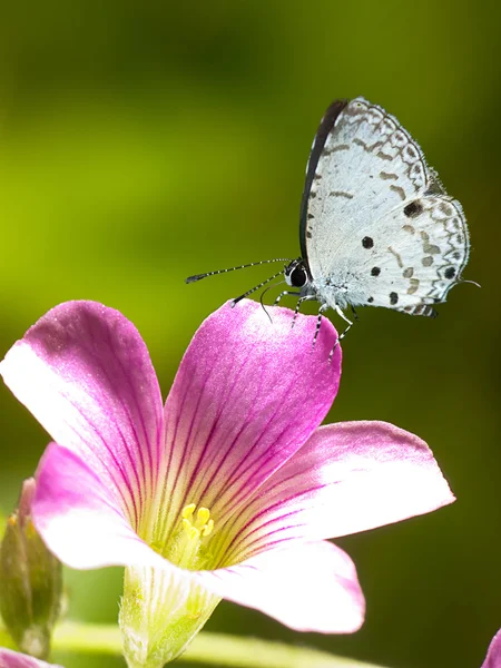 Mariposa sobre flores — Foto de Stock