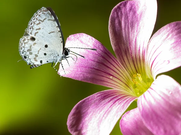 Motyl na kwiaty — Zdjęcie stockowe