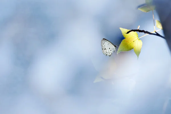 Schmetterling auf Ahorn — Stockfoto