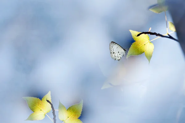 Butterfly on maple — Stock Photo, Image
