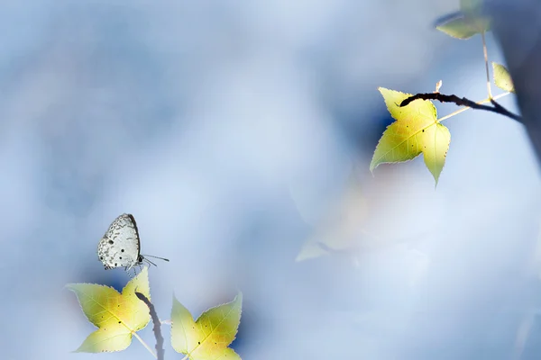 Motyl na klonie — Zdjęcie stockowe