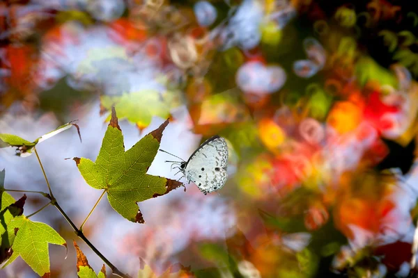 Butterfly on Maple — Stock Photo, Image