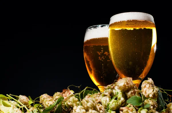 stock image Two glasses of beer with hop