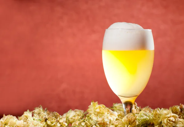 Glasses of beer with hop — Stock Photo, Image