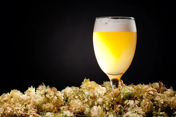 Glass of white beer with hop — Stock Photo, Image