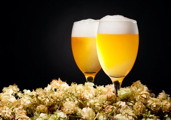 stock image Two glasses of beer with hop