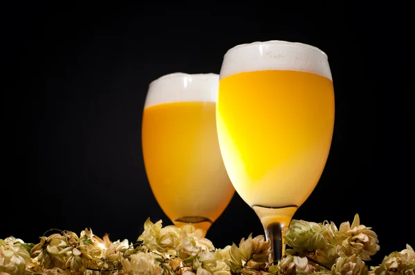 stock image Two glasses of beer with hop