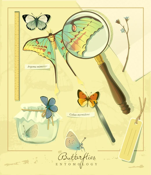 Vlinders entomologie — Stockvector
