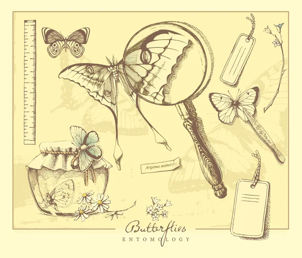 Entomologia . — Vettoriale Stock