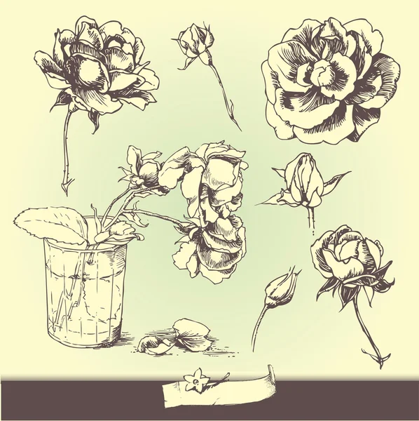 ดอกกุหลาบอ่อน — ภาพเวกเตอร์สต็อก