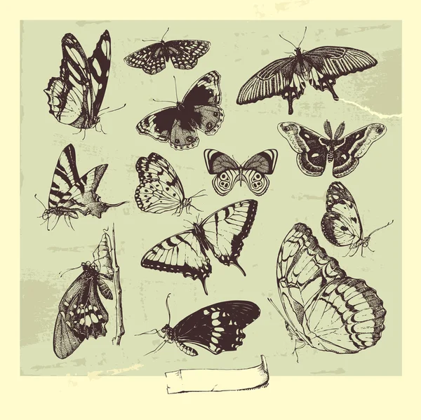 Set di farfalle — Vettoriale Stock