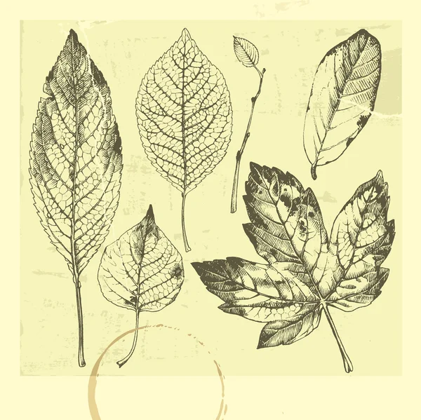 Φύλλα φθινοπώρου. — Διανυσματικό Αρχείο