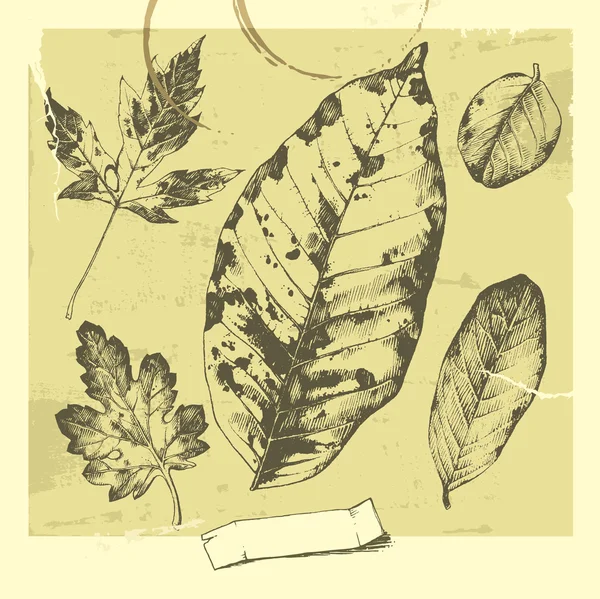 Jeu de feuilles . — Image vectorielle