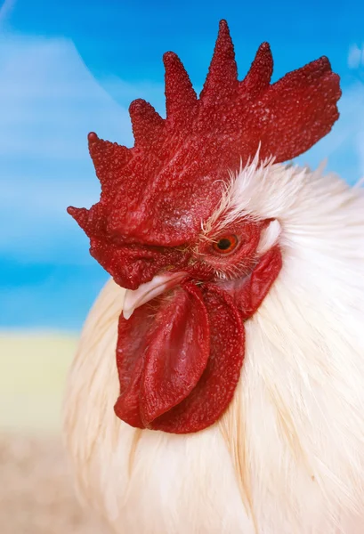 Side View of a Rooster with a Bright Red Comb — Stock Photo, Image