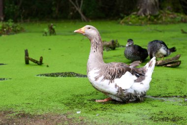 Greylag Kaz