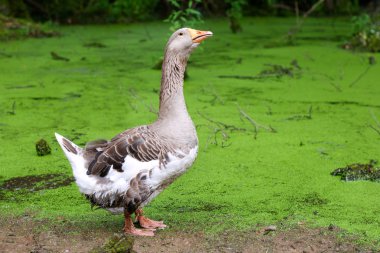 Greylag Kaz