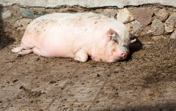 Stock image Fat pig lying on the ground