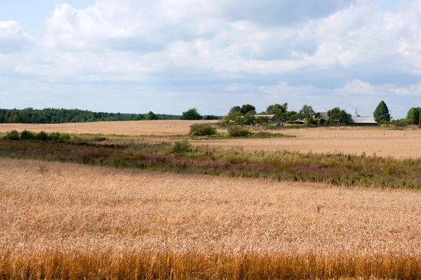 stock image Wheat field