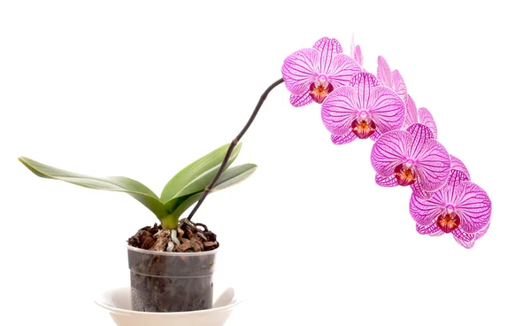 Orchidea w doniczce na białym tle — Zdjęcie stockowe