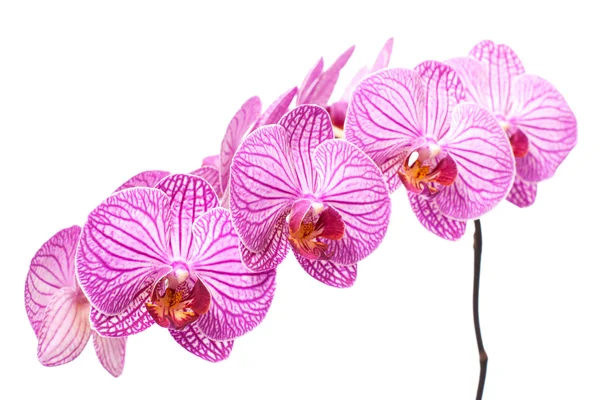 Гілка на білій орхідеї — стокове фото