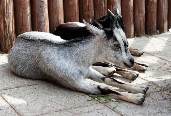Las cabras están en el suelo —  Fotos de Stock