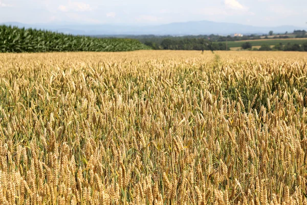 Ripe wheat field — Stock Photo, Image