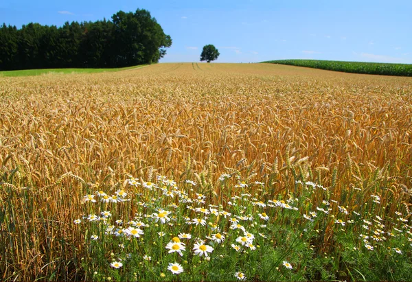 Summer field with white flowers — Stock Photo, Image