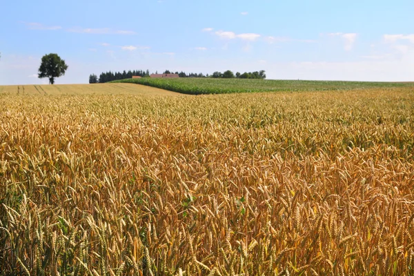 Ripe wheat field — Stock Photo, Image