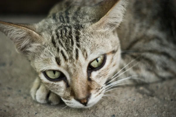 줄무늬 고양이 눈 — 스톡 사진