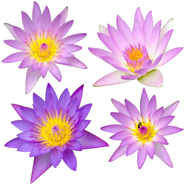 Collection of beautiful lotus flower isolated — Stock Photo, Image