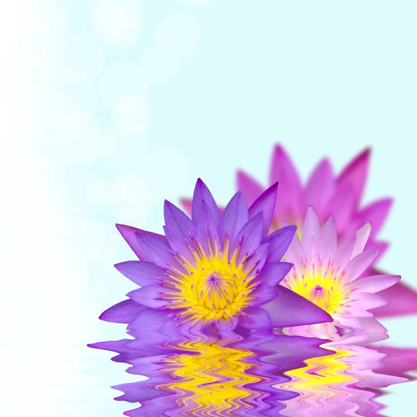 Красивый цветок лотоса в воде — стоковое фото