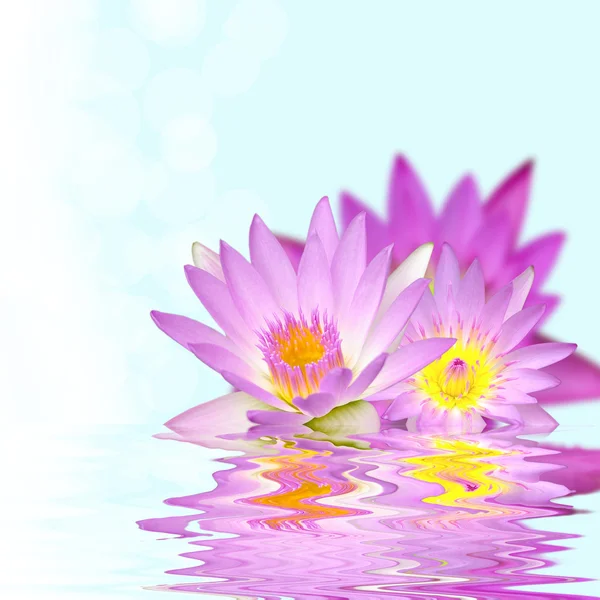 Hermosa flor de loto en el agua — Foto de Stock