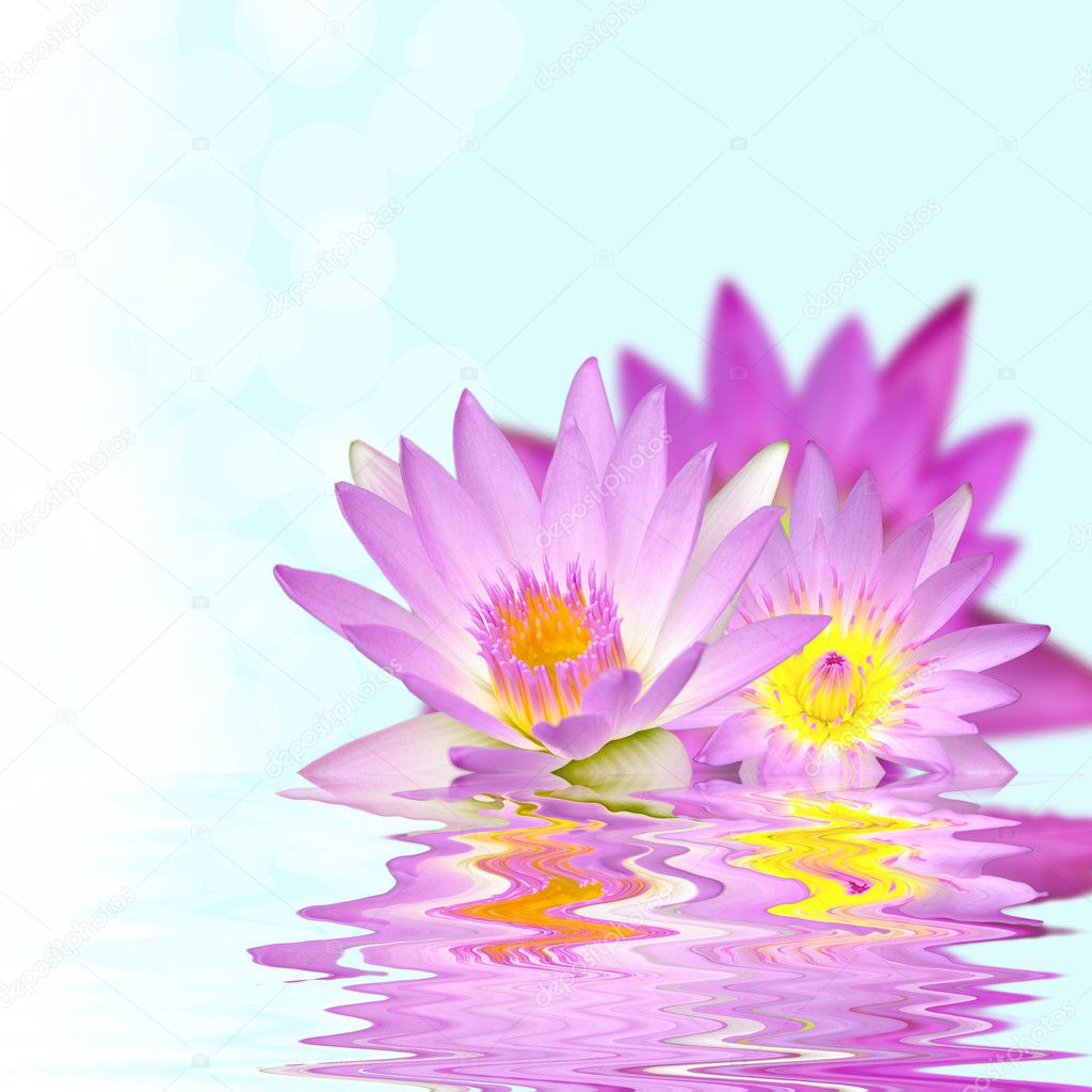 Beautiful lotus flower in the water