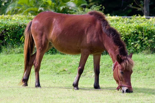 Weinig paard — Stockfoto