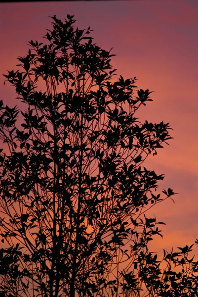 Sílhueta de árvore com céu por do sol — Fotografia de Stock