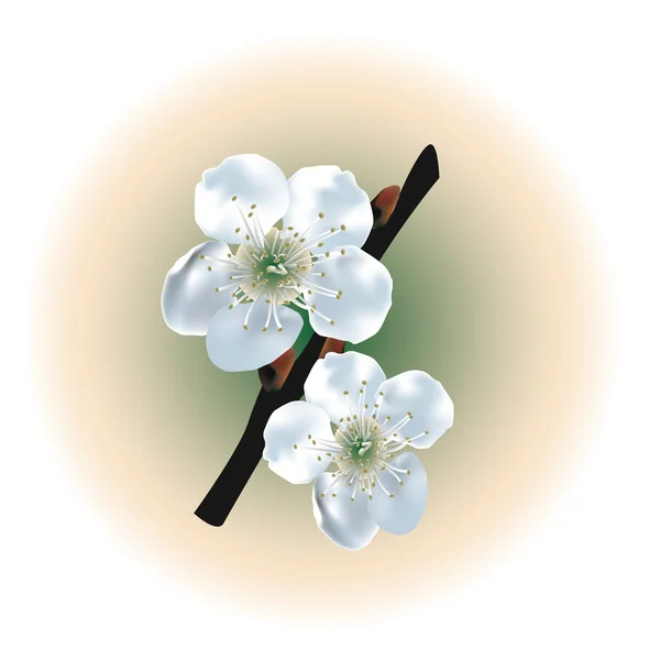 Kwiat jabłoni — Wektor stockowy