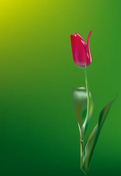 Tulipe — Image vectorielle