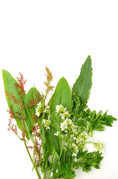 Veldzuring en peterselie met bloemen — Stockfoto