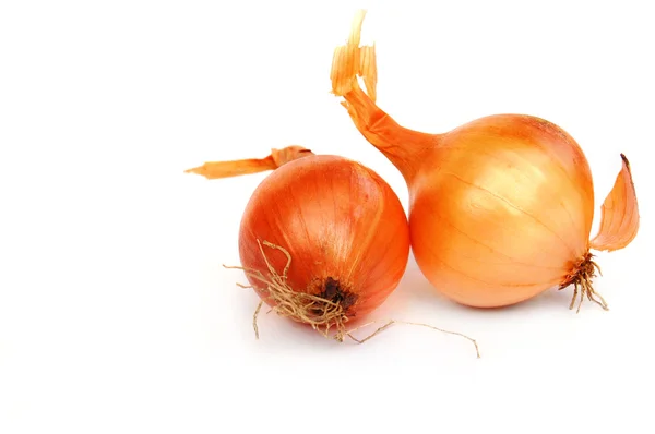 stock image Onion