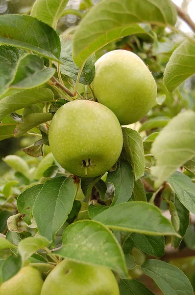 Stock image Apples in orchard