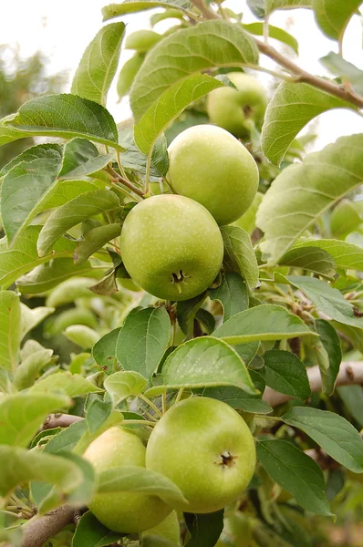 stock image Apples in orchard