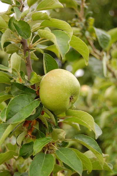 Stock image Apples in orchard