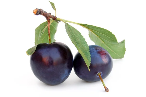 Violet plum — Stock Photo, Image