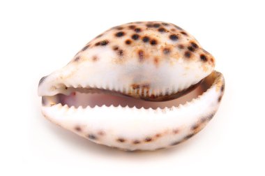 Shell clipart