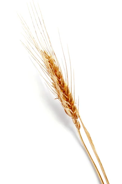 stock image Gold wheat