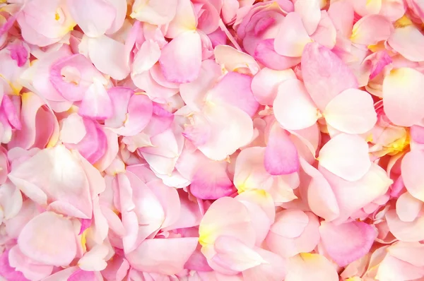 stock image Petals of rose